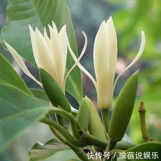 叶子|我国最香的花,叶子都是香的!简直就是“天然空气净化器”!