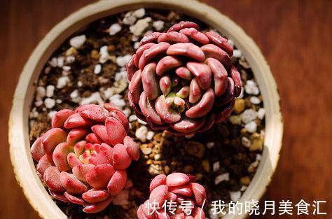 多肉植物|多肉植物叶片干瘪,最大的原因在这