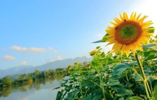脸上长斑的人,3种食物是天然的“褪黑素”,吃再多也没事