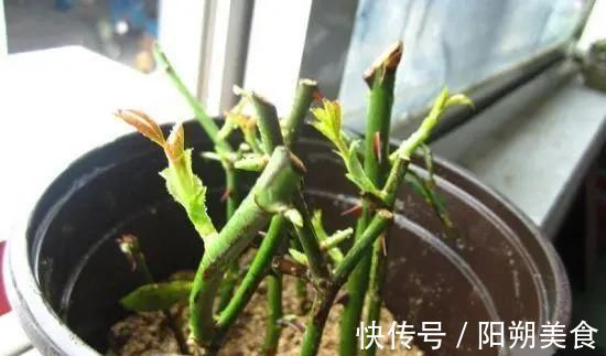 5种花,趁现在“赶紧扦插”,生根快,长得快,一个月就开花