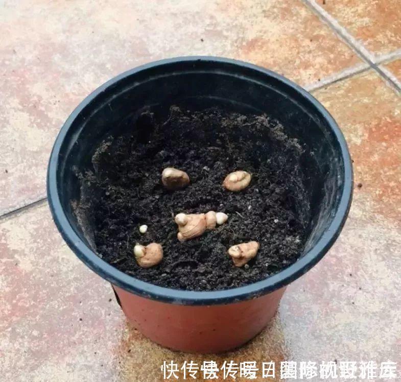 5种“香水花”,妖娆又艳丽,家里养一盆,比香水都好闻