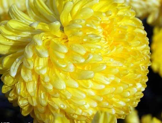 院子种上此些花，花期200天,一年四季都是花园