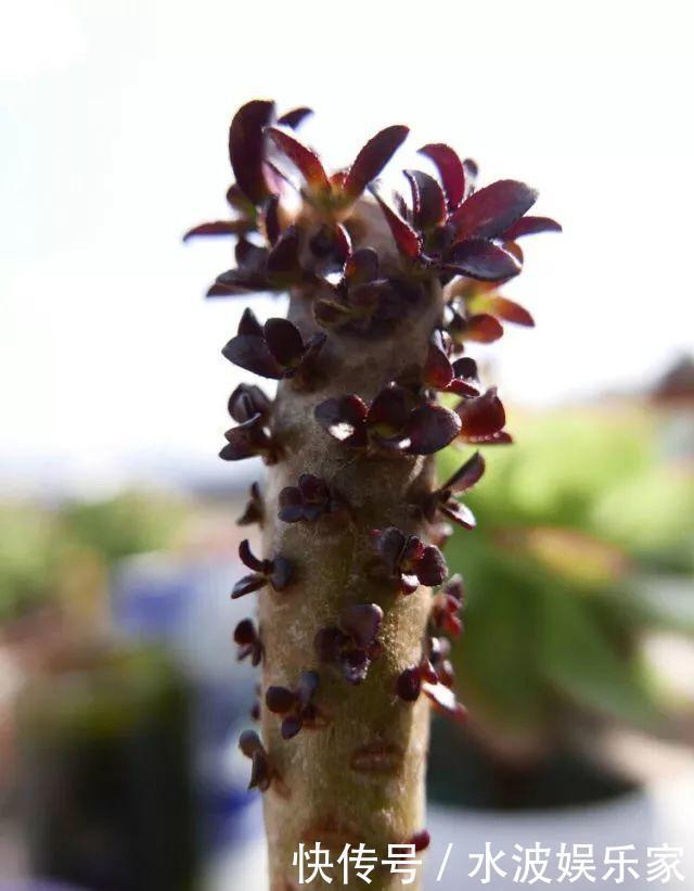品种|多肉狠心砍1刀,窜出一圈新芽,花盆都容不下它了!