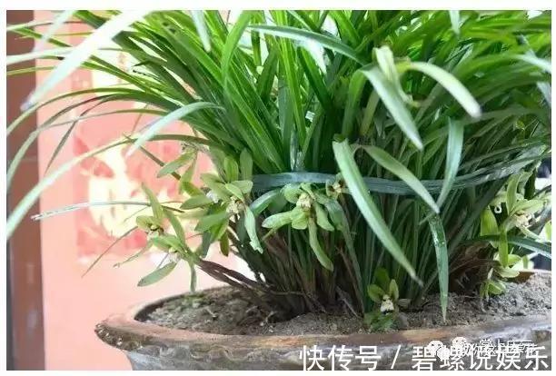 花花|20年的兰花,100年的仙人掌长什么样开眼了!