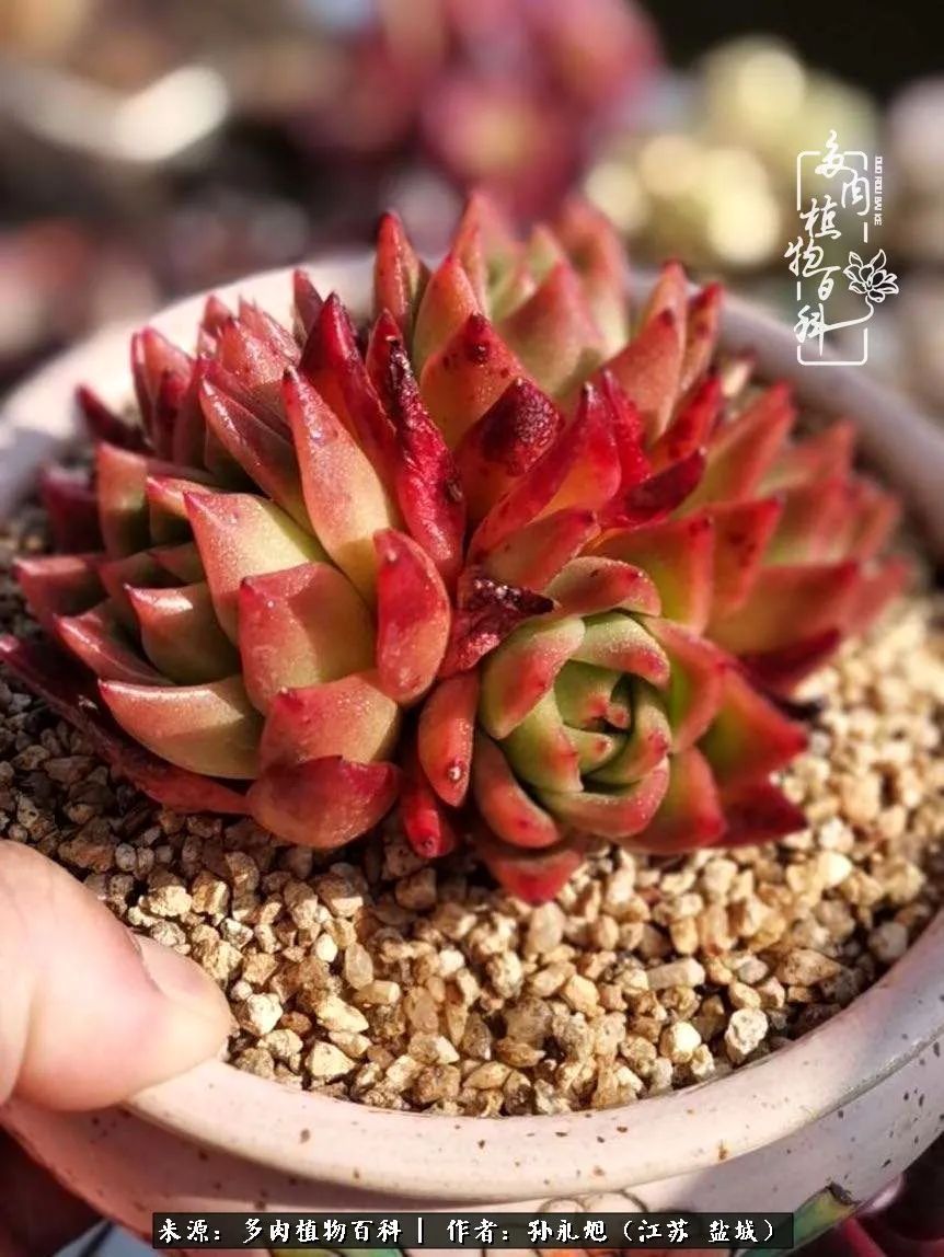 养多肉三年多九万里悟道,终归诗酒田园!