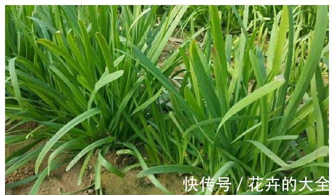 面条|农家小院最受欢迎的几种蔬菜，随吃随取，你最喜欢吃那个？