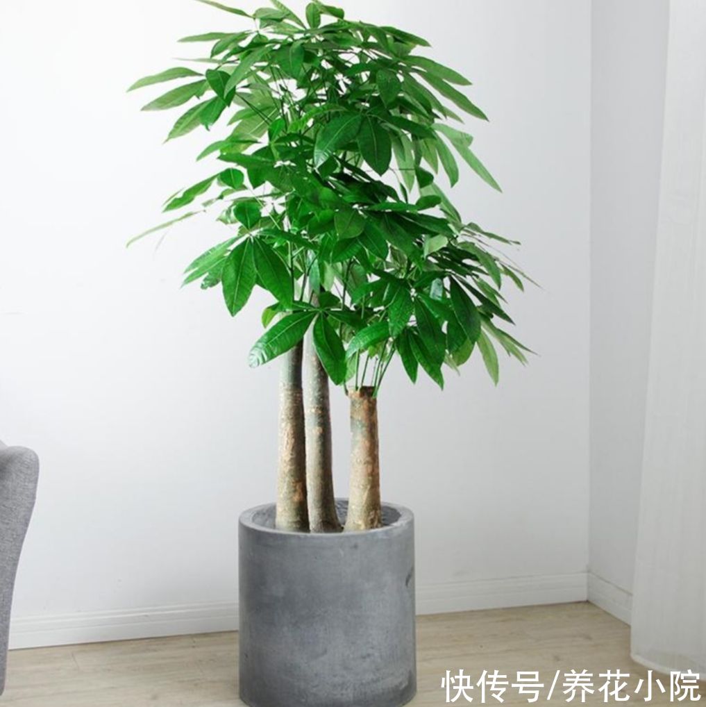 红豆杉|养花不如养树，5种“富贵树”，摆在家里招财又旺宅