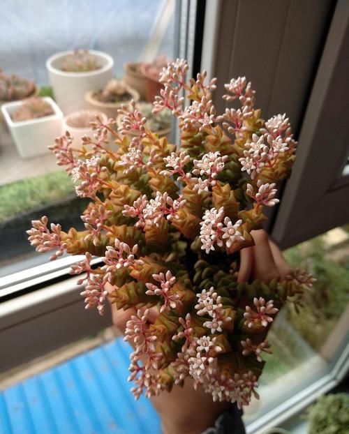  好养|此款多肉，好看又好养，繁殖快，还能开出小米花！