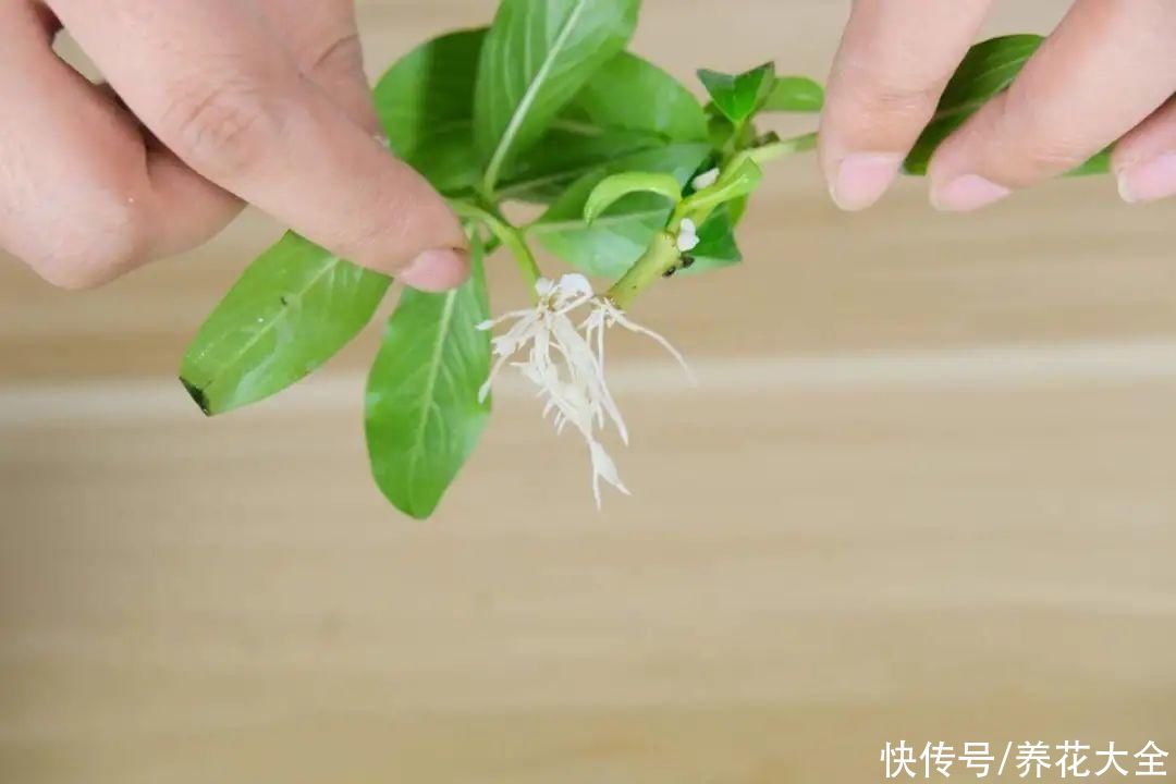 种花|10种花，现在扦插，下个月就开花