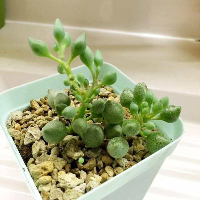 春秋|多肉达人手把手教你怎么把肉嘟嘟、圆滚滚的“锦上珠”养爆盆