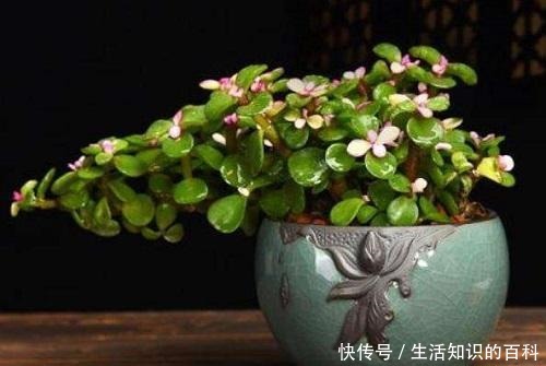 金枝玉叶多修剪,剪出喜爱的造型看着美,养好了长达半米!