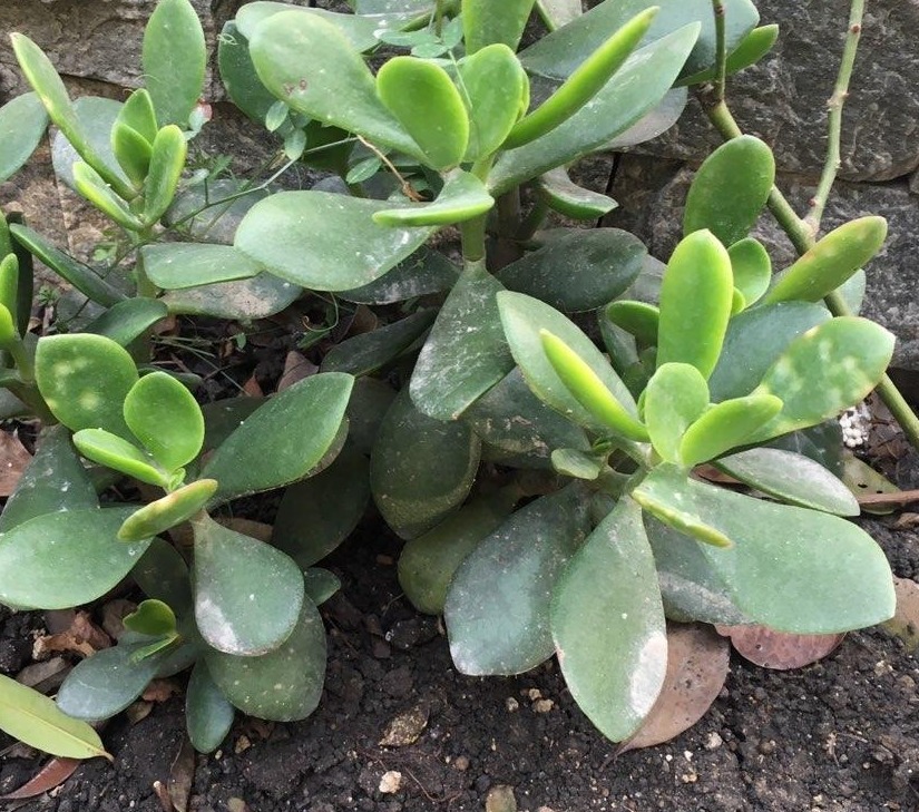 养花|园艺新人养花，室内搁2盆玉树，漂亮又上档次，寿命长达几十年