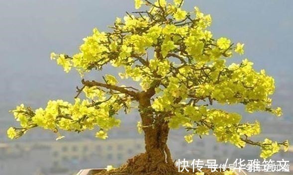 还在养花弄草那是你落伍了,种上这3种树才妙,男女老少都喜欢!