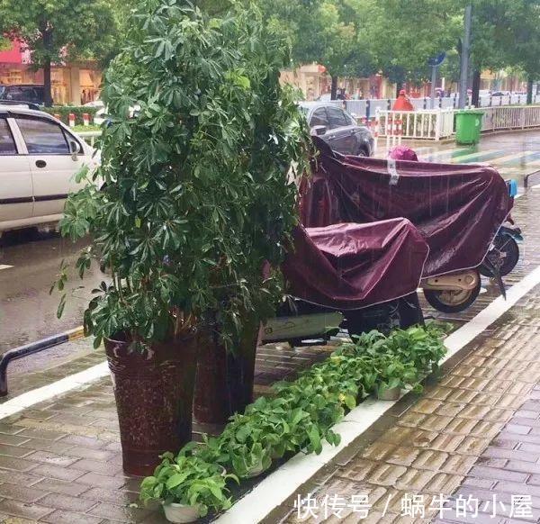 休眠|8种“漂亮花”，就怕暴雨天，淋雨就烂，赶紧搬到屋里去