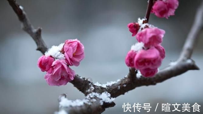 腊梅|下雪才好看的3种花,想让花开的美,别早早搬入室内
