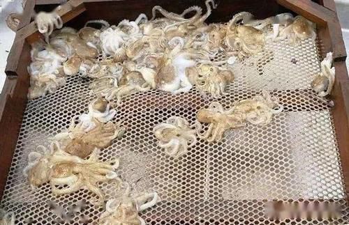 老妈100块买了8斤海鲜，做了一顿海鲜大餐，好吃到停不下来！