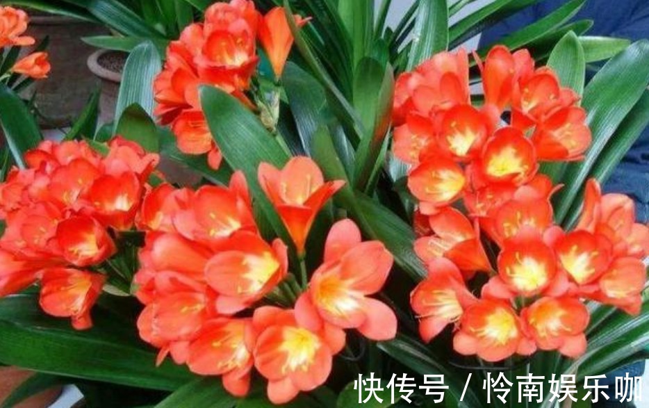 君子兰这样养,一年开花多次,掌握方法很重要!