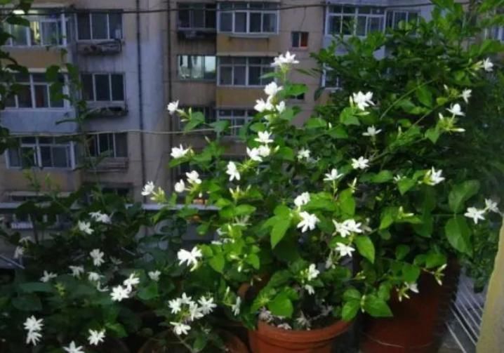 植物|聪明人什么花也不养,却去养这“4种”植物,难怪身体越来越好