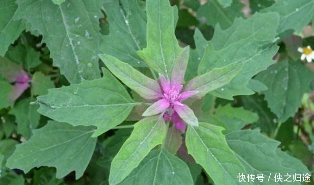 野草|农村这种野草,有人用它炖鸡汤,有人用它来喂猪,殊不知价值极高