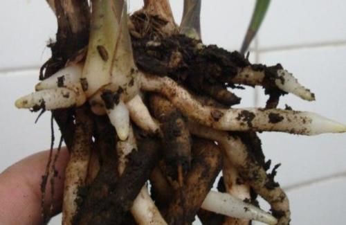 怎样让兰花长出更多的水晶头?老兰友:只需牢记4点