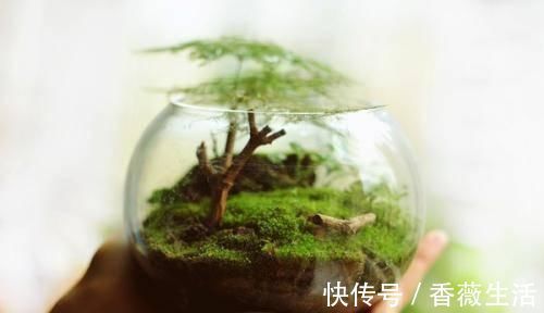 路边挖来的青苔,只需2个步骤,7天长成微景观,比买来的还漂亮