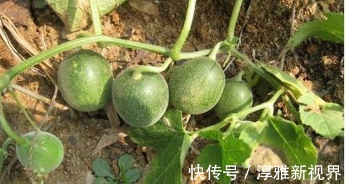 排毒养颜|晚上此果当零食吃两个,排毒养颜,降血压,大肚子变平了