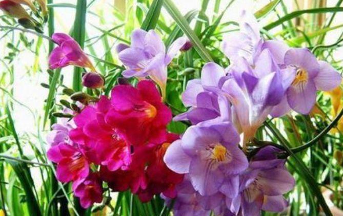 4种花,超爱开花,一年四季开花不断,旺运一整年