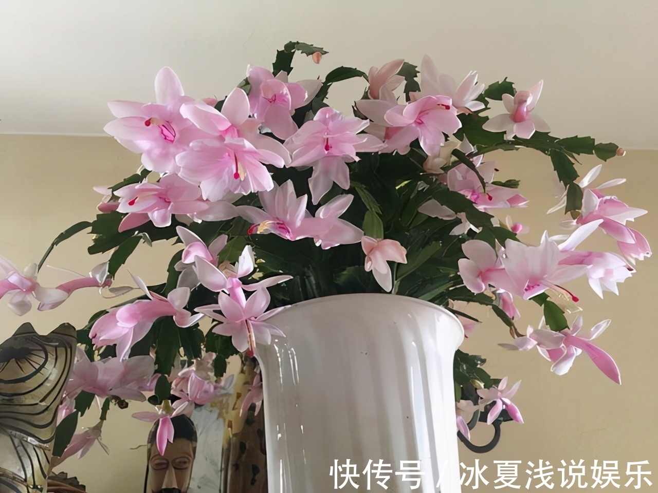 绿萝|怕水多的“11种花”，家里若有管住手，养不好都是因为太勤了