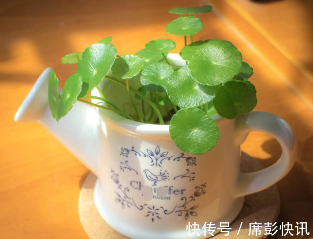 铜钱草叶子越长越少只需注意3个方面,叶子茂密轻松爆盆