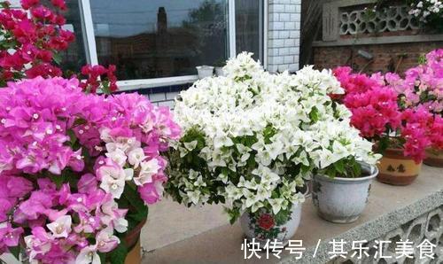 做到这点,三角梅开花不断,花大色艳,花期长