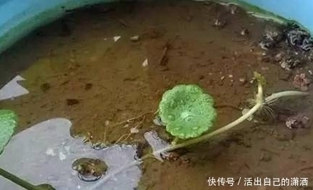 手掌|妈妈养铜钱草年年用这1招,养出来的铜钱草爆满盆,叶子比手掌大