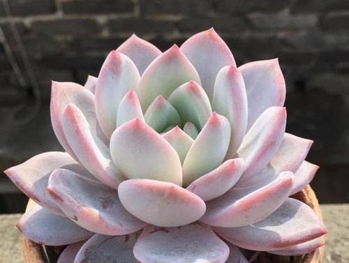 养多肉几天浇一次水?了解掌握几个要点,四季肥嘟嘟美美哒!