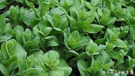 维生素c|此青菜要少吃,没营养还伤身,却有很多人不清楚,为健康早了解