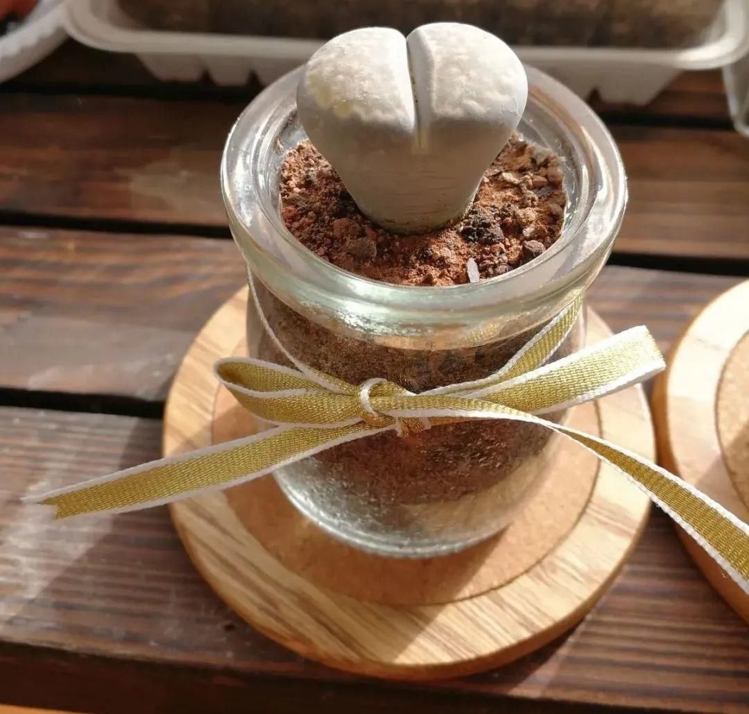 塑料瓶|旧筷子、老干妈瓶别扔，拿来养花效果好，省下一笔养花钱