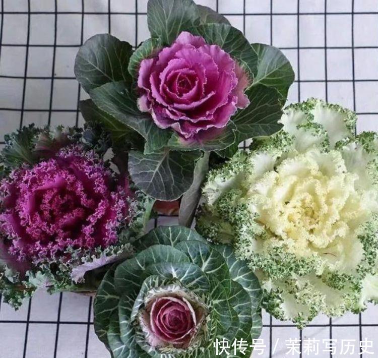 家里养4种花,漂亮花期长,花香飘满屋