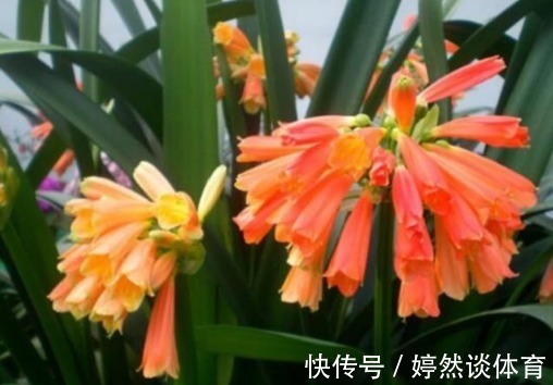 “旺运又招财”的4种花，家里养1盆，招财又招运，添福添财添喜庆