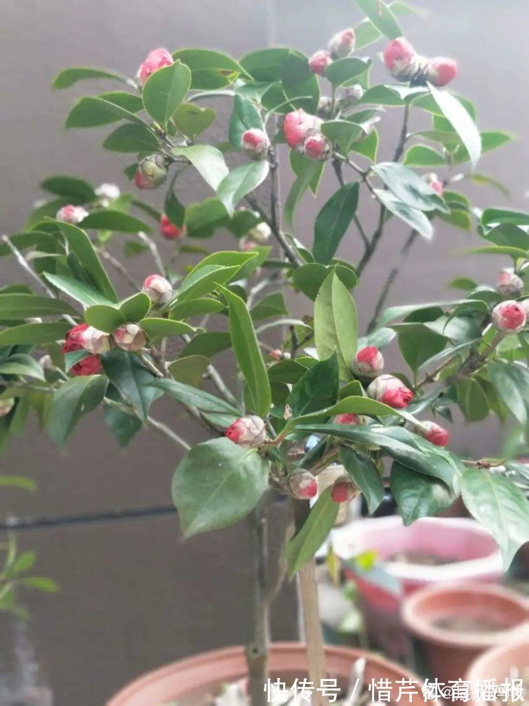 9个开花劳模，施肥不能停，不然越养越差劲