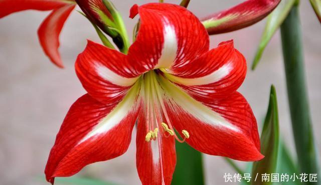 朱顶红|3种花非常好养,简单一养就爆盆,花色丰富四季开花,谁养谁喜欢