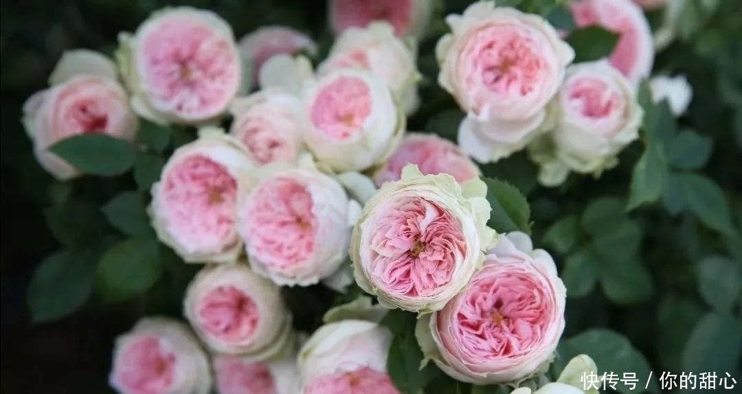 真宙|什么样的月季算优秀?盘点一下我种过的优秀月季