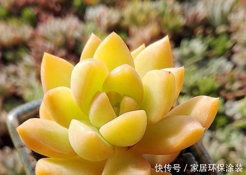 多肉|8个色系的多肉植物，摆在阳台上色彩斑斓，集齐的都是养花大神！