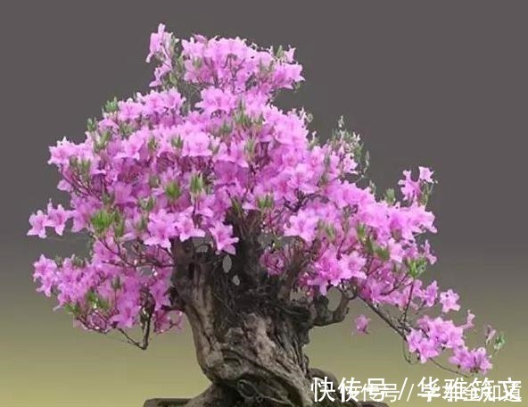 种树|还在养花弄草那是你落伍了,种上这3种树才妙,男女老少都喜欢!