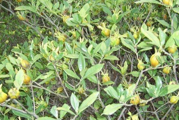 中老年人|晚上睡不着此物泡水喝,轻松入睡,打雷都吵不醒