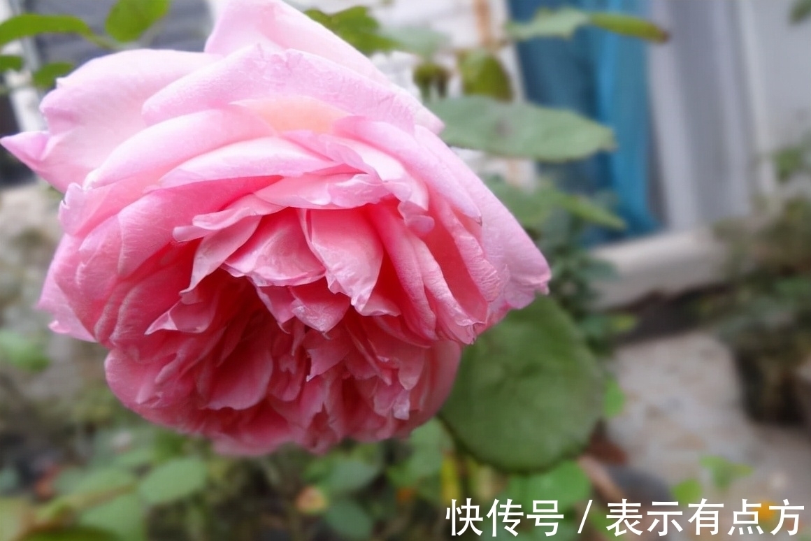 月季|这10种中国古老月季花型美、花期长，不输欧月，你值得拥有