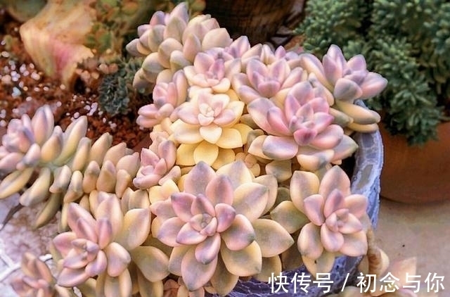 多肉中的“潜力股”,几元钱就能买到全锦的苗,越养越仙千金不换