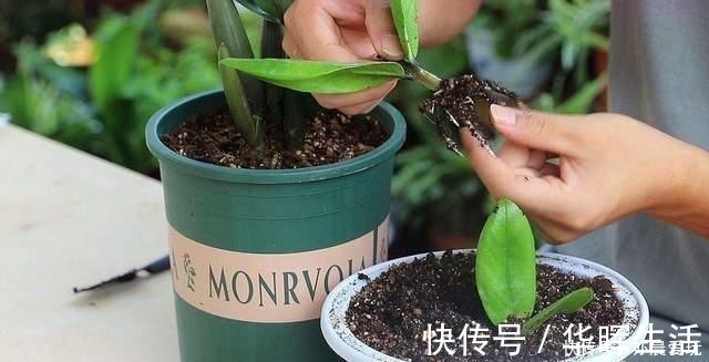 扦插|冬天能扦插养花,首选这6个品种,成活率高,很快开出大花朵