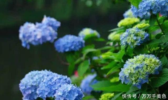 无尽|养绣球花却不会调色?你算是白养了!无尽夏调色攻略