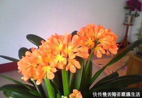 君子兰|养君子兰,掌握3个技巧,养出大白根,嗖嗖挤满盆,叶绿开花艳!