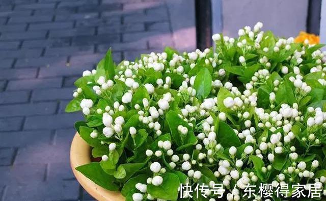驱蚊草|家里的这些角落里，适合摆放哪些植物？建议收藏！