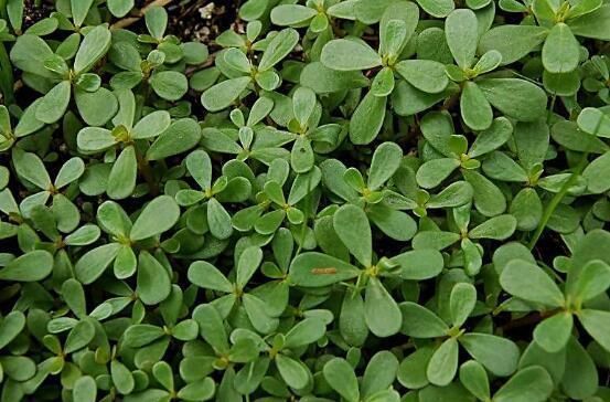 蕨菜|这些在农村野地里不起眼的野草, 关键时却能救命, 你认识几个