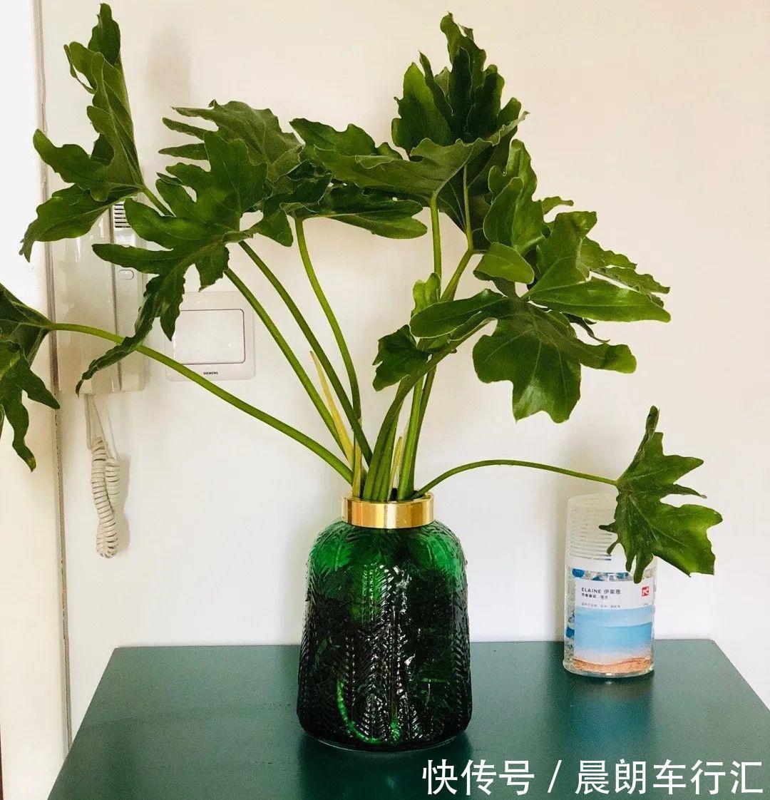 绿萝可以扔了,养盆“格调”花,颜值高还有气质